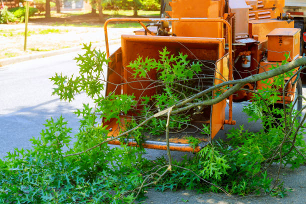 Best Tree Care Services  in Strum, WI